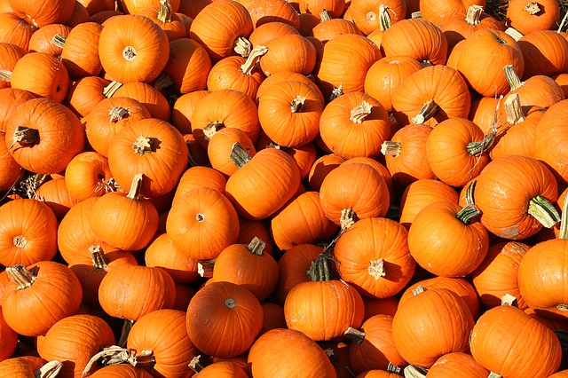 pumpkins-1249139_640